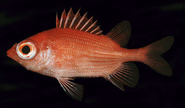 Image of Dwarf squirrelfish