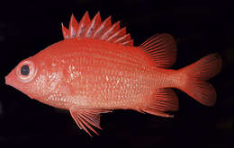 Image of Dwarf squirrelfish