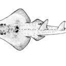 Image of African wedgefish