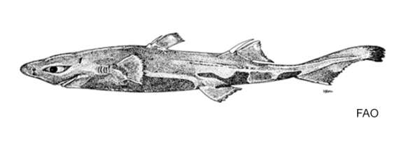 Image of Dwarf Lanternshark