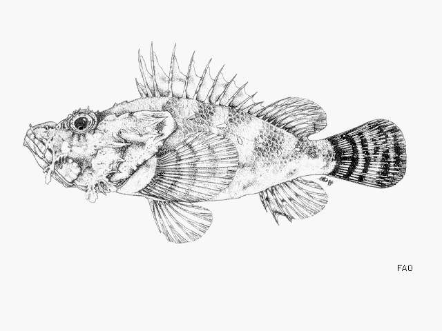 Image of Slender rockfish