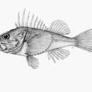 Image of Norman&#39;s rockfish