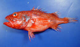 Image of deep-sea bristly scorpionfishes