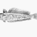 Image of Sailfin weever