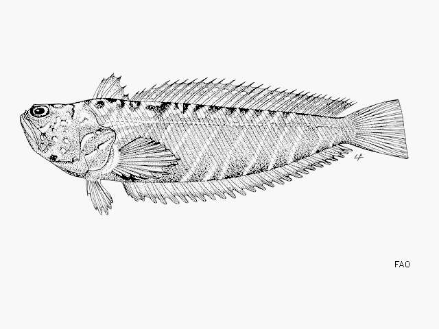 Image of Striped weever