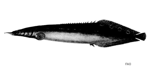 Image of Spotfin Spiny Eel