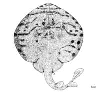 Image of Zanobatus