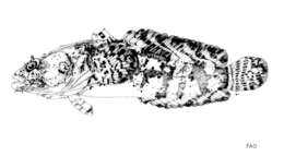 Image of Reticulated toadfish