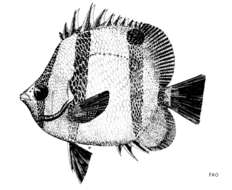 Image of Four-banded Butterfly Fish