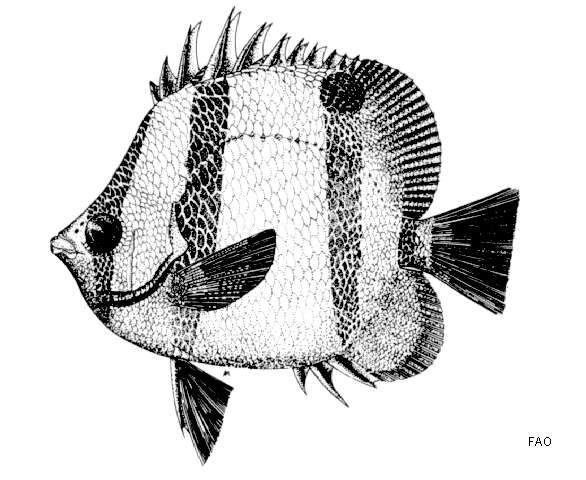 Image of Four-banded Butterfly Fish