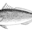 Image of Australian salmon
