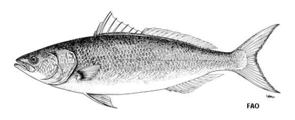 Image of Australian salmon