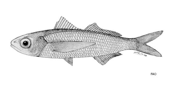 Image of Bigeye cigarfish