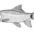 Image of Labeo yunnanensis Chaudhuri 1911