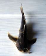Image of sucker catfishes