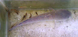 Image of Dwarf Snakehead