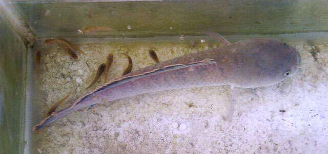 Image of Dwarf Snakehead