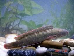 Image of Dwarf Snakehead