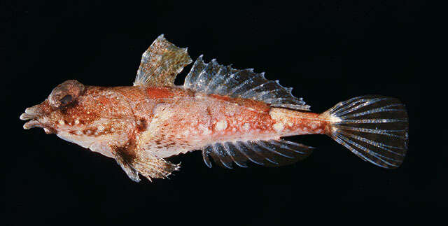 Image of Coral dragonet