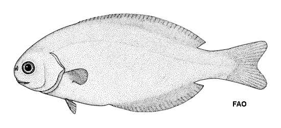 Image of Pelagic butterfish