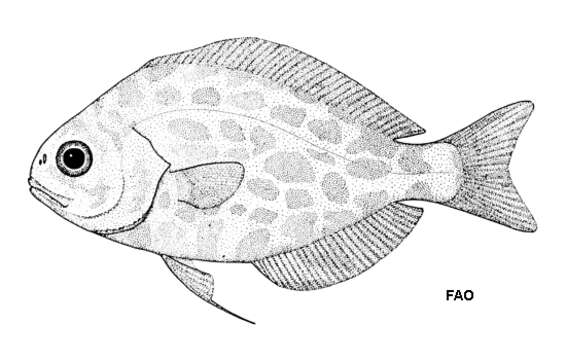 Image of Pelagic butterfish