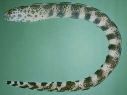 Image of Lesser moray