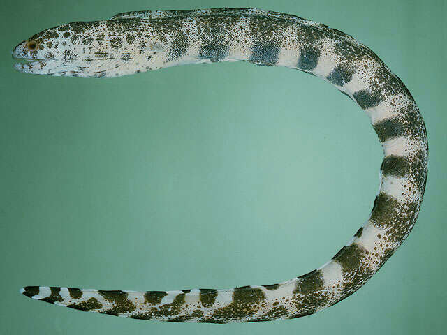 Image of Lesser moray