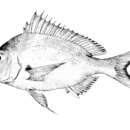 Image of African red bream