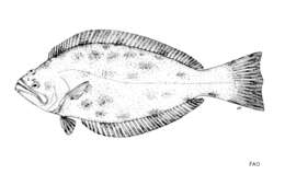 Image of Spiny turbot