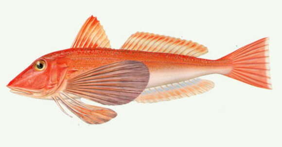 Image of Bluefin Gurnard