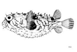 Image of porcupinefishes