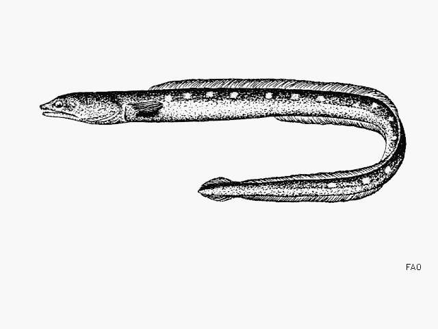 Image of Punctuated snake-eel