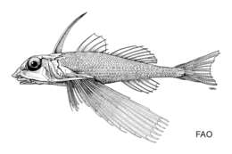 Image of Plain helmet gurnard