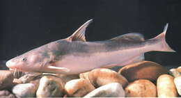 Image of Chinese longsnout catfish