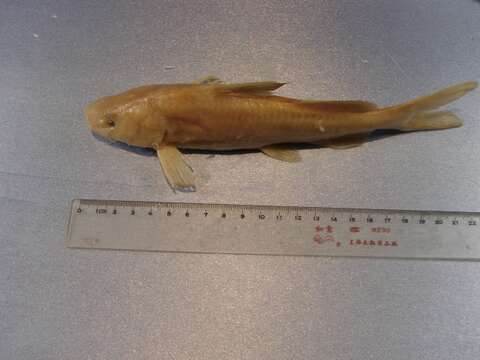 Image of Chinese longsnout catfish