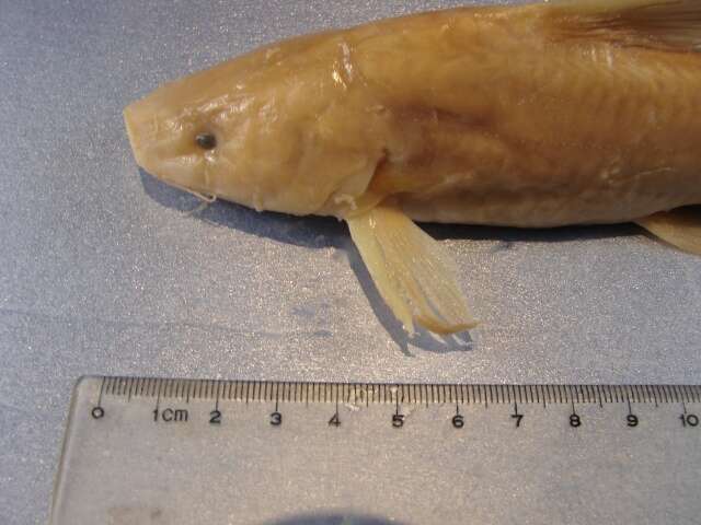 Image of Chinese longsnout catfish