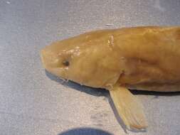 Image of Chinese longsnout catfish