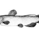 Image of King&#39;s bullhead