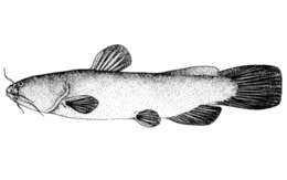 Image of King&#39;s bullhead