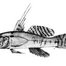 Plancia ëd Thorogobius angolensis (Norman 1935)