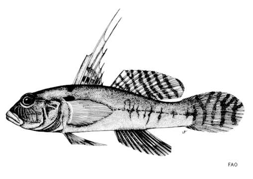 صورة Thorogobius angolensis (Norman 1935)