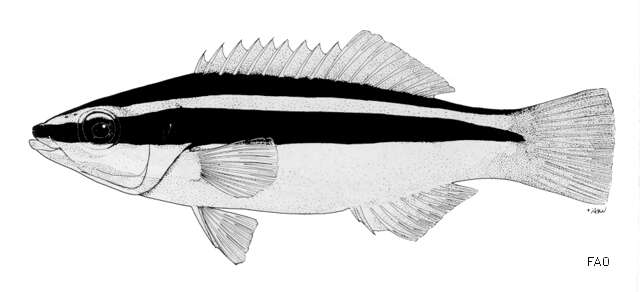 Image of Diproctacanthus