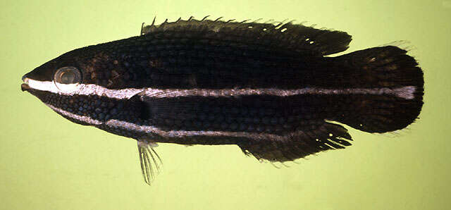 Image of Labrichthys