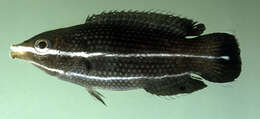 Image of Labrichthys