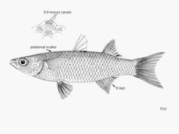 Image of Brasilian mullet