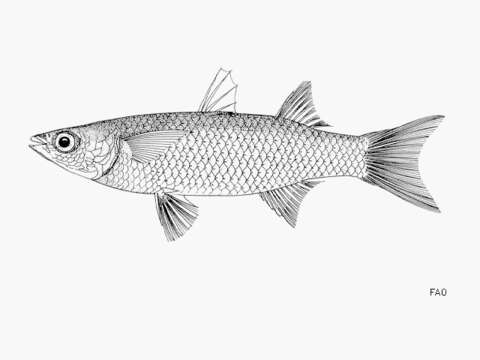 Image of Brasilian mullet