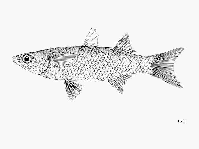 Image of Brasilian mullet