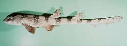 Image of Bluespotted Bamboo Shark