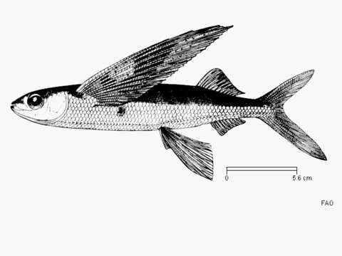 Image of Sutton&#39;s flyingfish