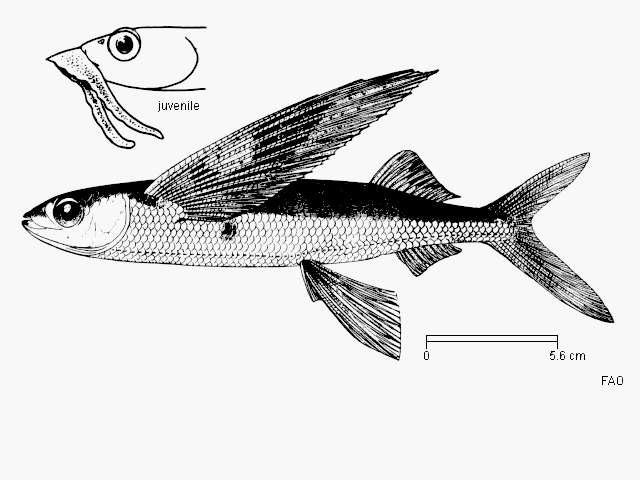 Image of Sutton&#39;s flyingfish